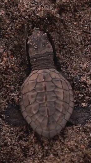 Adorable Baby Sea Turtle