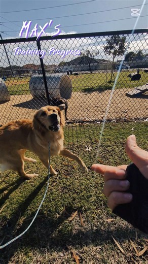 Max! 🐾 This dude is so fun to work with, there isn't a single bad bone in his little body. I was called in for the classic teenager behaviour; leash manners, excitement based reactivity, polishing his recall and proofing it around dogs. He has made heaps of progres, even with just one session per fortnight! Max is proof you don't need to break the bank to have a well trained dog, as long as you're putting in the work! #doglife #perthdogtrainer #reallifeskills #groupclasses #DogSafety #dogtraini