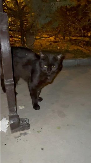 Black Cute Cat Moments You Can't Resist Watching!