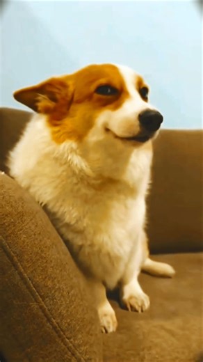 Top 3 friendly dogs #facts #telugufacts