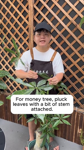 How to propagate plants #gardenphotography #gardenlovers #gardenerslife #gardenart #gardenbeauty | Gardening Hacks