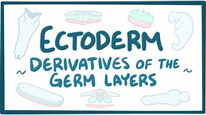 Ectoderm: Video, Causes, & Meaning | Osmosis