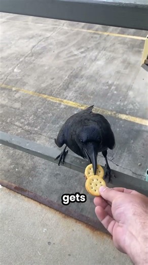 The Raven That Planned Ahead (Smarter Than You Think) #shorts #raven