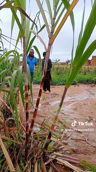 UK #London #BritishCelebrities #RoyalFamily #PrinceHarry #MeghanMarkle #BritishCulture #Adele #EdSheeran #England #France #Paris #FrenchCelebrities #EiffelTower #FrenchStyle #FrenchMusic #Mbappe #Zidane #FrenchVibes #Russia #Moscow #Putin #RussianCulture #RussianMusic #SlavicBeauty #RussiaToday #EasternEurope #RussianStars #USA #Hollywood #AmericanCelebrities #TaylorSwift #SelenaGomez #JustinBieber #Beyonce #BillieEilish #elonmuskmeme