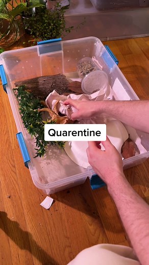 DIY Reptile Quarantine Enclosure with White Pants