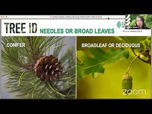 Cyberchase: Trillions of Trees Virtual Workshop