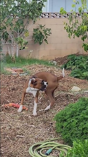😂 Goofy Boxer Dog Goes Crazy Chasing His Tail! | Funny Boxer Moments 🐾