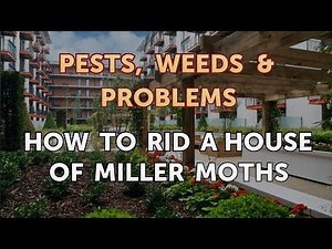 How to Rid a House of Miller Moths