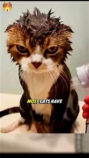 Why Cats Hate Water So Much 😳🐱💧