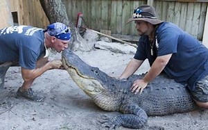 Alligator/Crocodile Wrangler