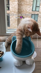 37K views · 545 reactions | How it started vs How it goes ‍♀️ The Wet Reality of living with an Orange Maine Coon  #CatFacts #mainecooncat #FunnyCats #lifewithcats #maxiecoon | Maxie & Foxie Maine Coon Cats | Facebook