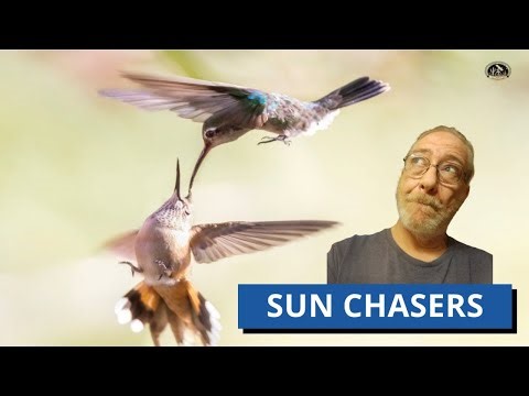 Secrets Of The Fall Hummingbird Migration With Sheri Williamson