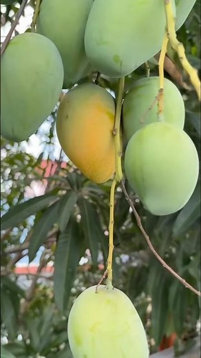 Mango Farming Guide | How to Grow Mango Trees | Step-by-Step Mango Cultivation Tips