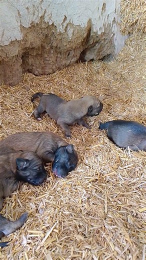 Tiny Cute Puppy Making Loud Sounds 🐶💛 | Small but Super Expressive Baby Dog