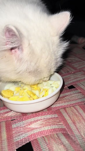 Ultimate Guide: Can Cats Eat Eggs? Raw vs. Boiled, Benefits & Risks || Homemade Cat Food#thecasperhome #viral #foryou #foryoupage #trending
