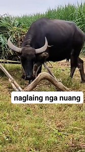 #smartcarabao #Carabao #farming #animal #farm | Shiela Marie Molina Caluya