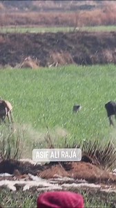 224 reactions | "The Lightning leap: Exploring the Speed of Brown Hare " Greyhound vs Brown Hare Asif Ali @highlight #hunting #greyhound #racingdog #hare #sighthound #behindthescenes | Asif Ali | Facebook