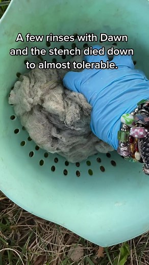 Cleaning raw wool with the siuent process is a great if you can stand the stank.#fyp #wool #stinky #fiberart #goblincore #diy #sustainable