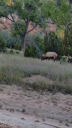 379 reactions · 18 shares | I put a ip camera in the middle of a forest, and here are some of the videos I got | The Desert Monk | Facebook