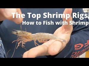 HOW TO RIG A SHRIMP - The Top Methods for FISHING with LIVE SHRIMP
