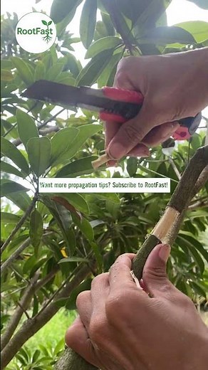 Loquat Air Layering 🌱 | Easy Propagation for Fast Roots