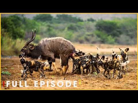 SERENGETI HUNTERS - Wild Dogs Chase with Relentless Speed (Full Episode) | Nature Animal Documentary