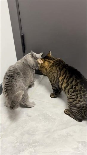 😹 My Two Cats Fighting Like WWE 😂 | Funny Cat Moments