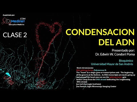 🔴 2. NIVELES DE COMPACTACION DEL ADN | ► BIOLOGIA MOLECULAR