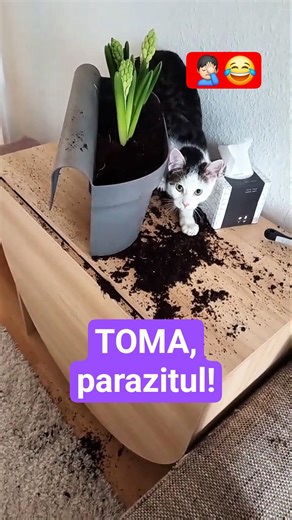 Oare cauta râme să meargă la pescuit? 🤔🤷🏻‍♂️🤭🤦🏻‍♂️😂 #fyp #mr_hara #viralvideo #memes #viral #funny