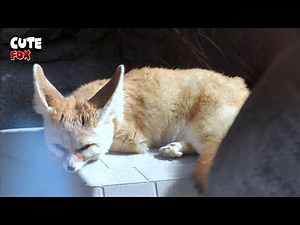 Cute Sleepy Fennec Fox