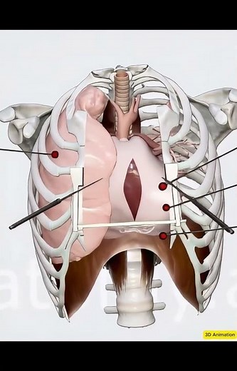 3D Simulation of Open-Heart Surgery: Thoracotomy and Cardiac Exposure #anatomy #3danimation