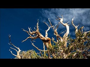 Scientists: Future Of Oldest Tree Species On Earth In Peril | Los Angeles Times