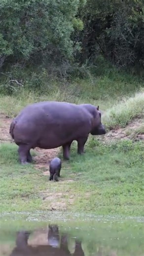 Wild Animals Walking in Forest and Jungle | Natural Life Moments | Stunning Animal #shorts