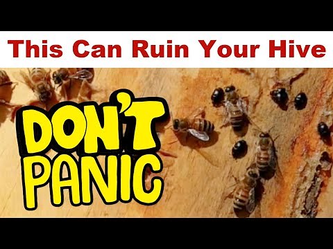 Beekeeping | Will You Lose Your Bees To Small Hive Beetles??
