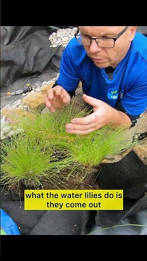 Save This for Summer 🌸💦 How to Plant Water Lilies