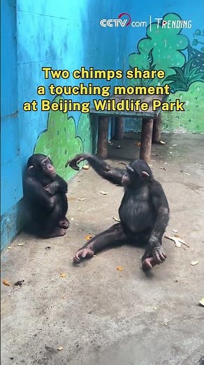 Two chimps share a touching moment at Beijing Wildlife Park
