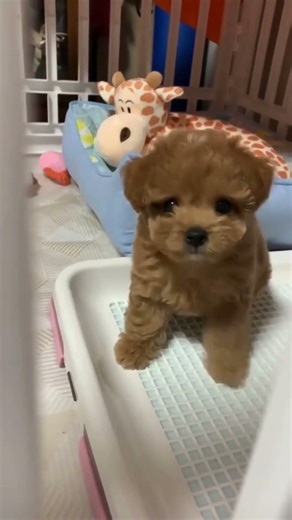 Little boy #puppy #dog #dogs #dogshorts #new #cute #song #funny #dogvideos