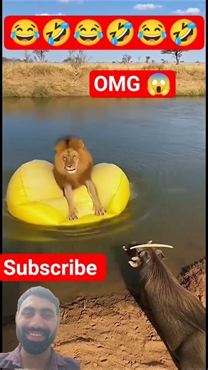 😂 Warthog vs Lion Funny Moments 🦁🐗 #animals #lion #shortsfeed #funny #wildlife #shorts #memes #fun