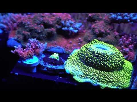 Aquarium eau de mer (visite Récifal de folie)