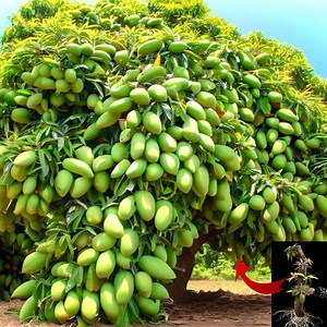 How to Growing sweet Mango tree to Many Mango fruits ,Grafting Sweet mango Tree | Tree Garden