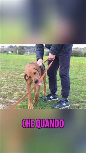 Rhodesian Ridgeback: Hunting dog and family companion! #shorts