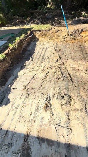 Septic leach field root