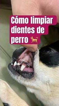 How to clean a dog's teeth