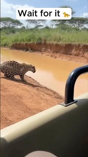 This Leopard Jumps 3 Meters Like It’s NOTHING 😳🐆