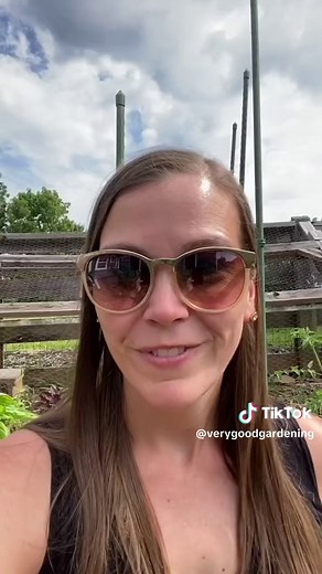 The 5 easy fall plants that you want in your #fallgarden and that you’ll be able to #harvest from this fall. 1- Lettuce greens. This includes spinach and arugula too. My favorites are freckles romaine, gustav’s salad, and rocket arugula. 2- Radishes. I never knew that I liked radishes until I grew my own. Some varieties can be harvested in less than a month. My favorite are French Breakfast but I also like Cherry Belle. 3-Snap peas. Peas grown in the fall garden are typically not as cold hardy a