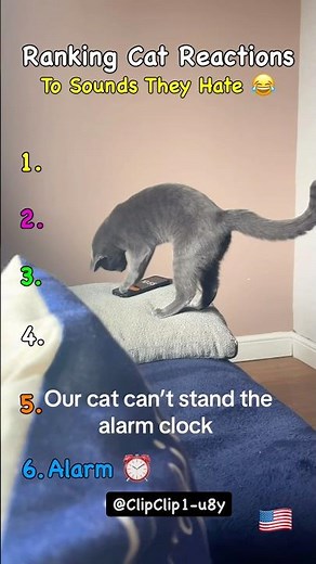 Ranking Cat Reactions To Sounds They Hate 😂🐱 #1 Went Crazy!