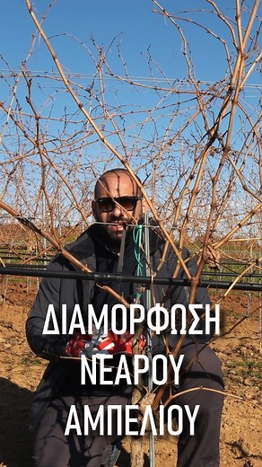 Διαμόρφωση νέου αμπελιού - Επιλογή ύψους σταυρωματος #αμπελουργια #αμπελι #κηπος #αγροτης #vineyard #farming #thegreekvineyard | The Greek vineyard & Oliveyard