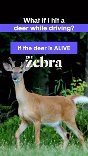 An injured deer 歷 is a dangerous deer. Learn what to do if a deer collides with your car at the  in our bio. | The Zebra | Facebook