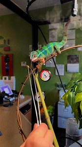 Our Panther Chameleon, Morpheus, enjoying a snack! Male panther chameleons have intense patterns that vary depending on the area they are from.Females are usually more dull, resembling their habitat, but can communicate via color changes. | Branson's Promised Land ZOO
