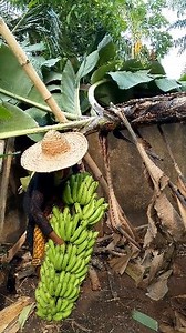 Banana | Nature's Love
